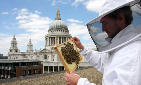 bees in urban hive