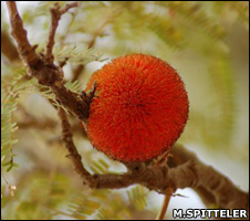 fruit which provides Vitamin C