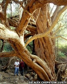 The huarango tree