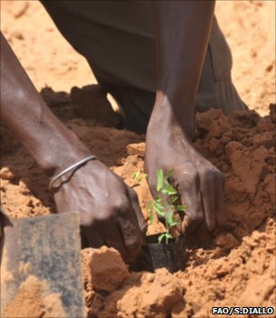 acacia planting