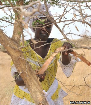 acacia trees