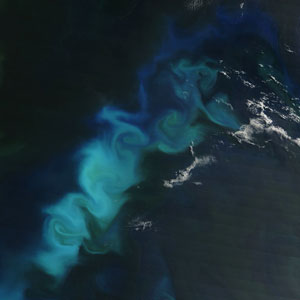 phytoplankton bloom