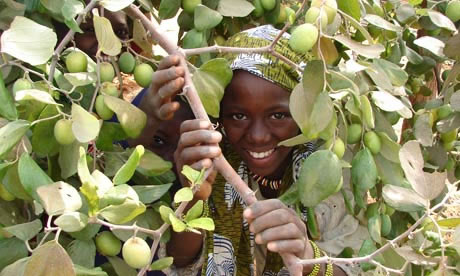 Pomme du Sahel tree